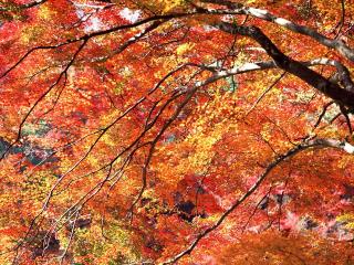trees, autumn, leaves wallpaper