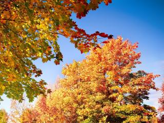 trees, autumn, leaves wallpaper