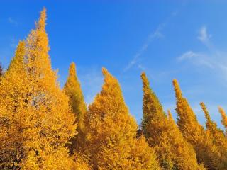 trees, autumn, sky wallpaper