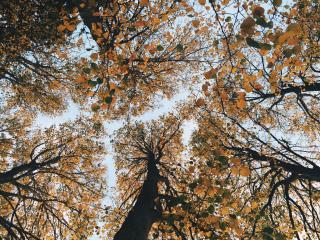 trees, autumn, view from below Wallpaper