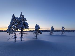 Trees Covered by Snow In Winter Wallpaper