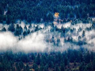 trees, fog, top view Wallpaper