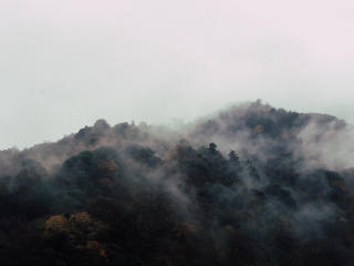trees, fog, top Wallpaper