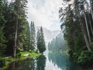 trees, lake, forest Wallpaper