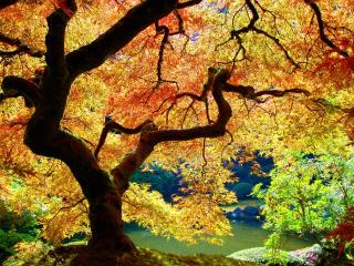 trees, leaves, autumn wallpaper