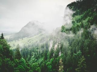trees, mountains, fog Wallpaper