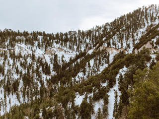 trees, mountains, snow Wallpaper