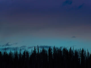 trees, night, sky Wallpaper