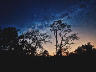 trees, night, stars Wallpaper