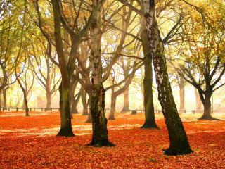 trees, park, autumn wallpaper