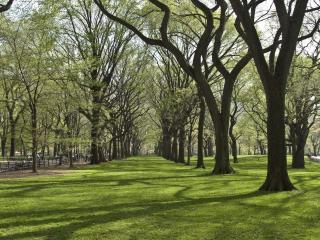 trees, park, grass wallpaper
