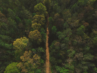 trees, road, view from above Wallpaper