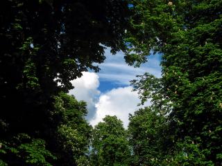 trees, sky, green wallpaper