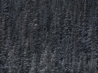 trees, snow, peaks Wallpaper