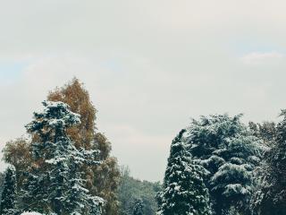 trees, snow, sky Wallpaper