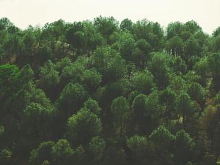 trees, top view, foliage wallpaper