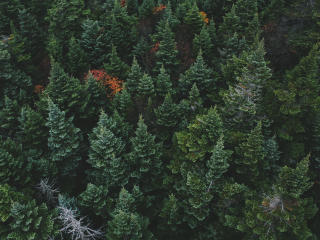 trees, top view, forest wallpaper