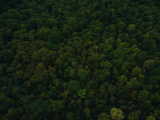 trees, top view, green Wallpaper
