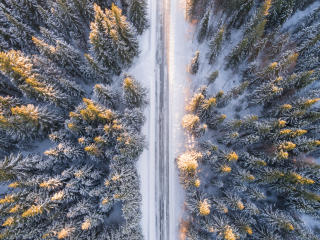 trees, view from above, road Wallpaper