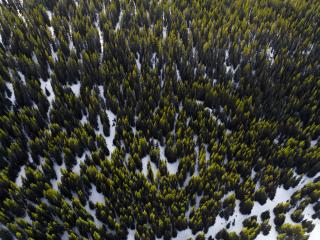trees, view from above, snow Wallpaper