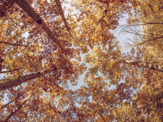 trees, view from below, autumn Wallpaper
