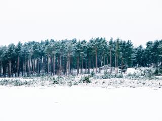trees, winter, forest Wallpaper