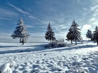trees, winter, snow Wallpaper