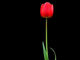 tulip, red, flower wallpaper