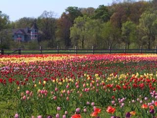 tulips, field, flowers wallpaper