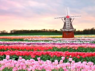 tulips, field, windmill wallpaper