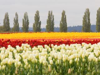 tulips, flower bed, flowers wallpaper