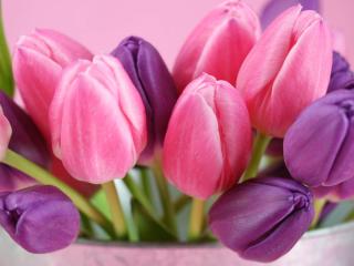 tulips, flowers, bouquet wallpaper