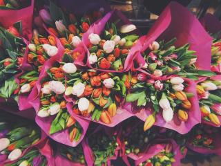 tulips, flowers, bouquets Wallpaper