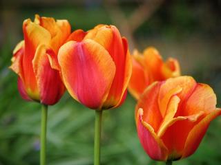 tulips, flowers, buds wallpaper