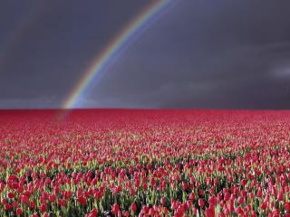 tulips, flowers, field wallpaper