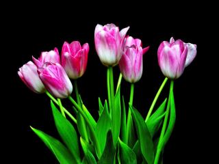 tulips, flowers, flower wallpaper