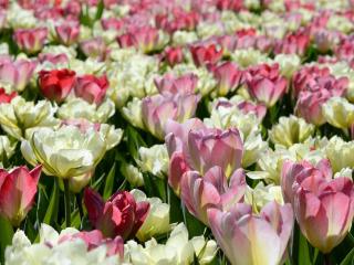 tulips, flowers, flowerbed wallpaper
