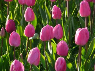 tulips, flowers, pink Wallpaper