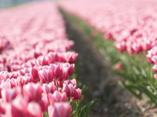 tulips, flowers, plants wallpaper