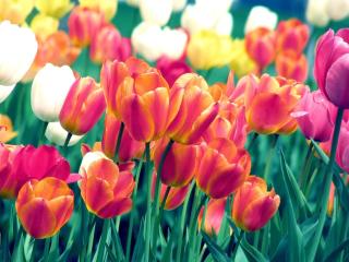 tulips, flowers, spring Wallpaper