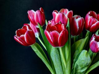 tulips, flowers, two-color wallpaper