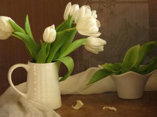 tulips, flowers, white wallpaper