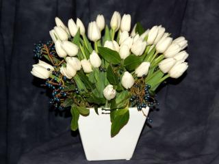 tulips, white, flowers wallpaper