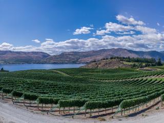vineyard, field, lake Wallpaper