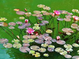 water lilies, water, herbs wallpaper