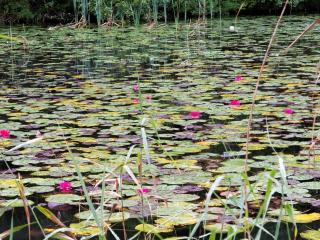 water lilies, water, swamp wallpaper