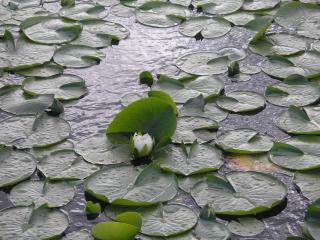 water-lily, leaves, pond wallpaper