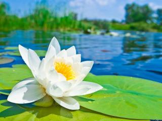 water lily, water, drops Wallpaper