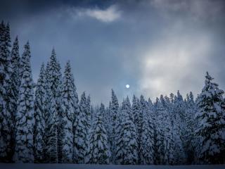 winter, fir, snow Wallpaper