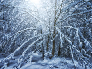 winter, forest, snow wallpaper